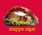 Cypraea mappa viridis var. montrouzieri niger